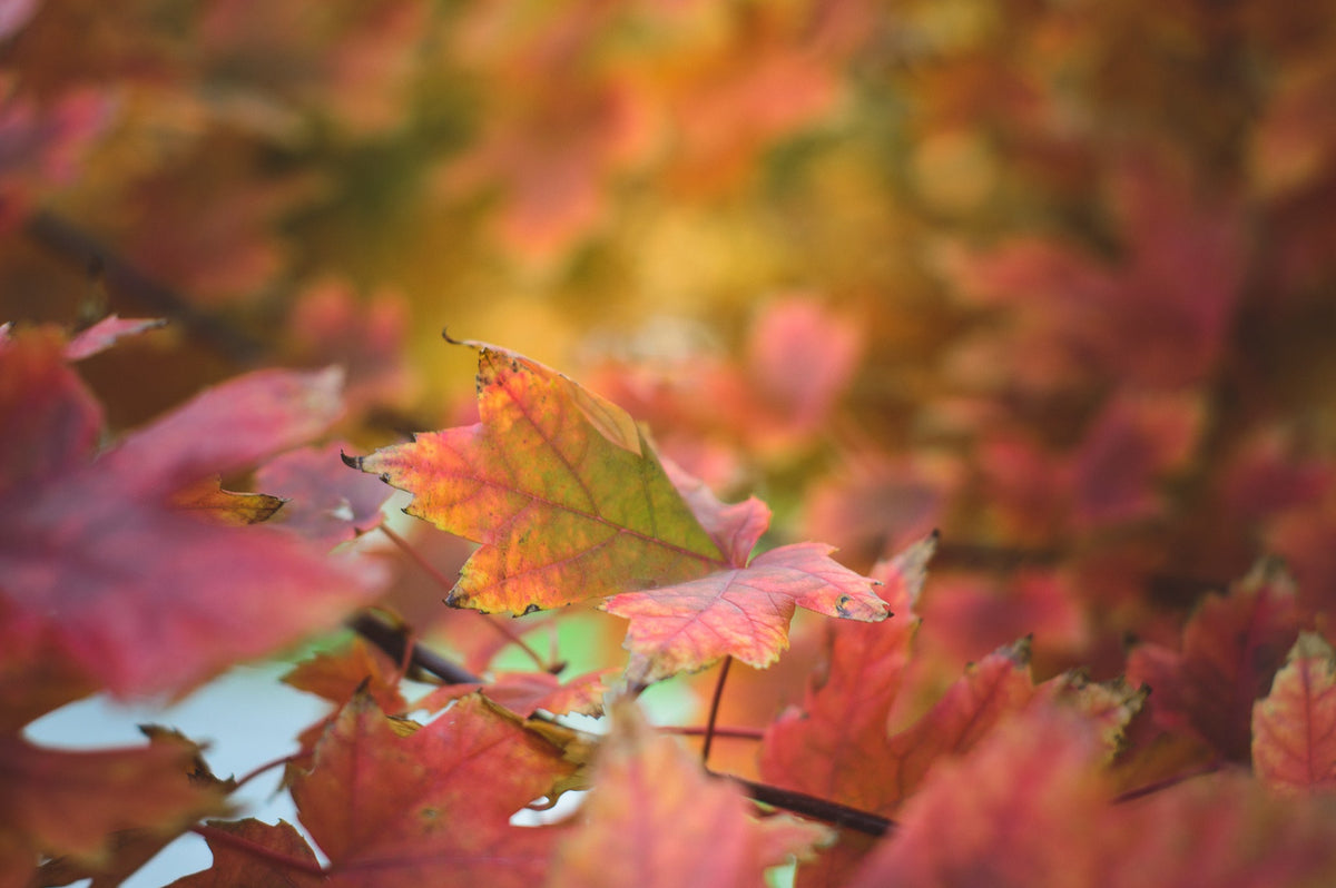 Autumn Collection